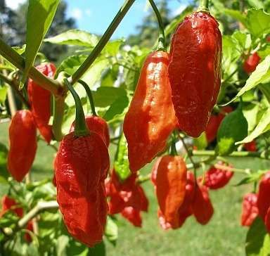 20 -sementes Bhut Jolokia Pimenta Frete Grátis + Brindes